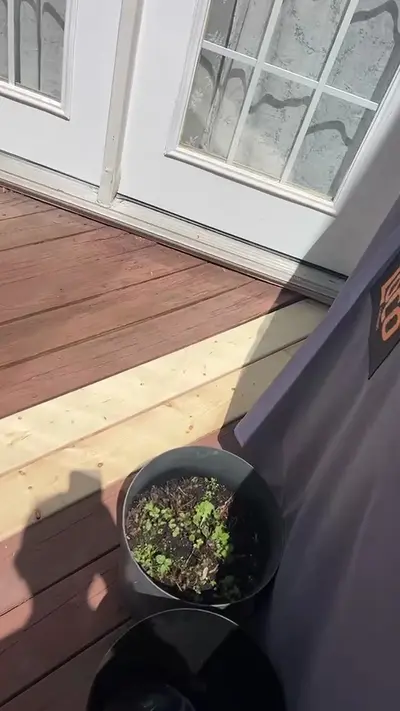 Walkthrough of the freshly replaced deck board